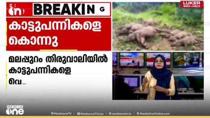 മലപ്പുറം തിരുവാലിയിൽ ഒൻപത് കാട്ടുപന്നികളെ വെടിവെച്ചു കൊന്നു