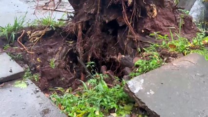 Queda de árvore interdita avenida Pernambuco, em Umuarama