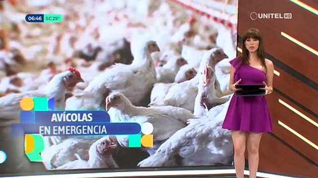 Avicultores denuncian irregularidad en la dotación maíz de Emapa y advierten afectación en el precio del kilo de pollo