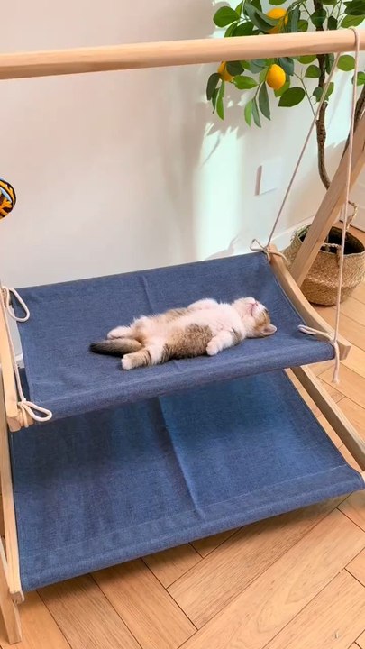 catbaby
