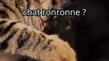 “Pourquoi ton chat ronronne vraiment ? 🐱💖 | Le savais-tu ? #shorts