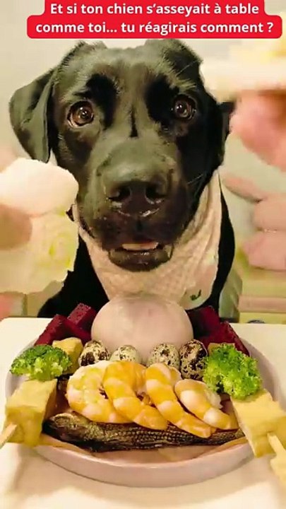 Un chien mange à table comme un humain 😱🍽️ (Vidéo trop drôle !)