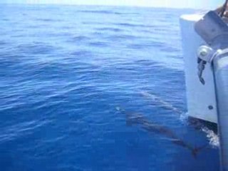 rencontre avec les dauphins