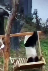 😹 مقاطع مضحكة للحيوانات 2021 🐶🐱 😹 Funny Animals Video 2021 🐶🐱