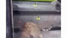 😹 القطط برية لدرجة لا تُصدق! 😹 Cats Are Wild, Bro!