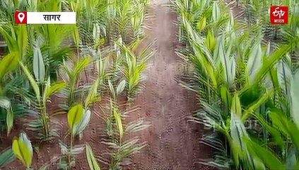 सागर यूनिवर्सिटी में फूलों के रंग के बाद रस पर रिसर्च, कृषि क्षेत्र में क्रांति लाएगा शोध