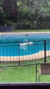 Robó dos gansos de los Lagos de Palermo y los llevó a nadar a la pileta de su casa