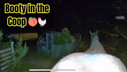 Chicken coop cam records horse’s nasty antics early in the morning