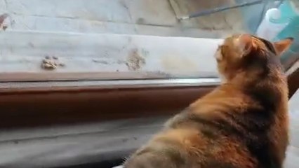 Indoor cat loses his cool after spotting another cat inside territory