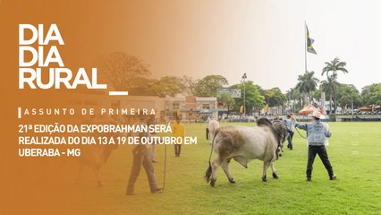 Cavalus no Dia Dia: versatilidade do cavalo crioulo nas diversas atividades e competições