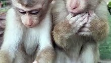 Cute baby monkey 22