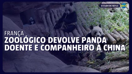 Zoológico da França devolve panda doente e seu companheiro à China