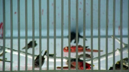 choosen survivors / 1974 movie