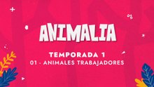 01 ANIMALES TRABAJADORES