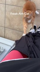Cat Pulls Down Man's Pants