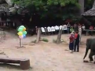 Elephant joue  aux flechettes