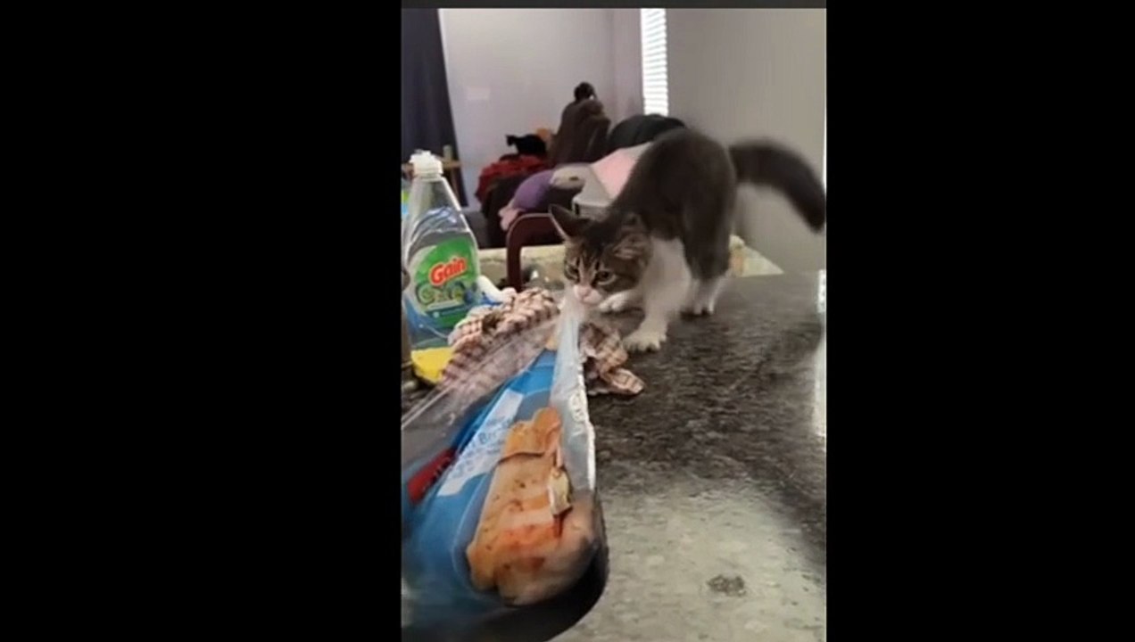 [Le Chat Rigolo] Video 09