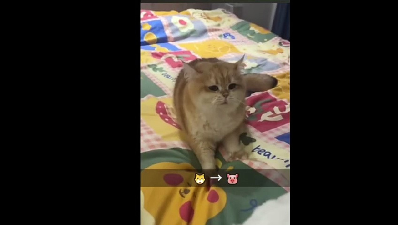 [Le Chat Rigolo] Video 03
