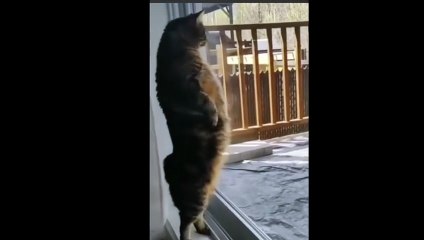 [Le Chat Rigolo] Video 06