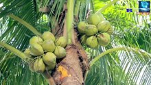 Discover the Production Process of Coconut Water, Coconut Oil and Green Products from Coconut Shells