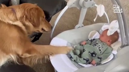 Funniest Animals Eve  - Awesome Funny Animals' Life Videos - Funniest Pets Animal Comedy King