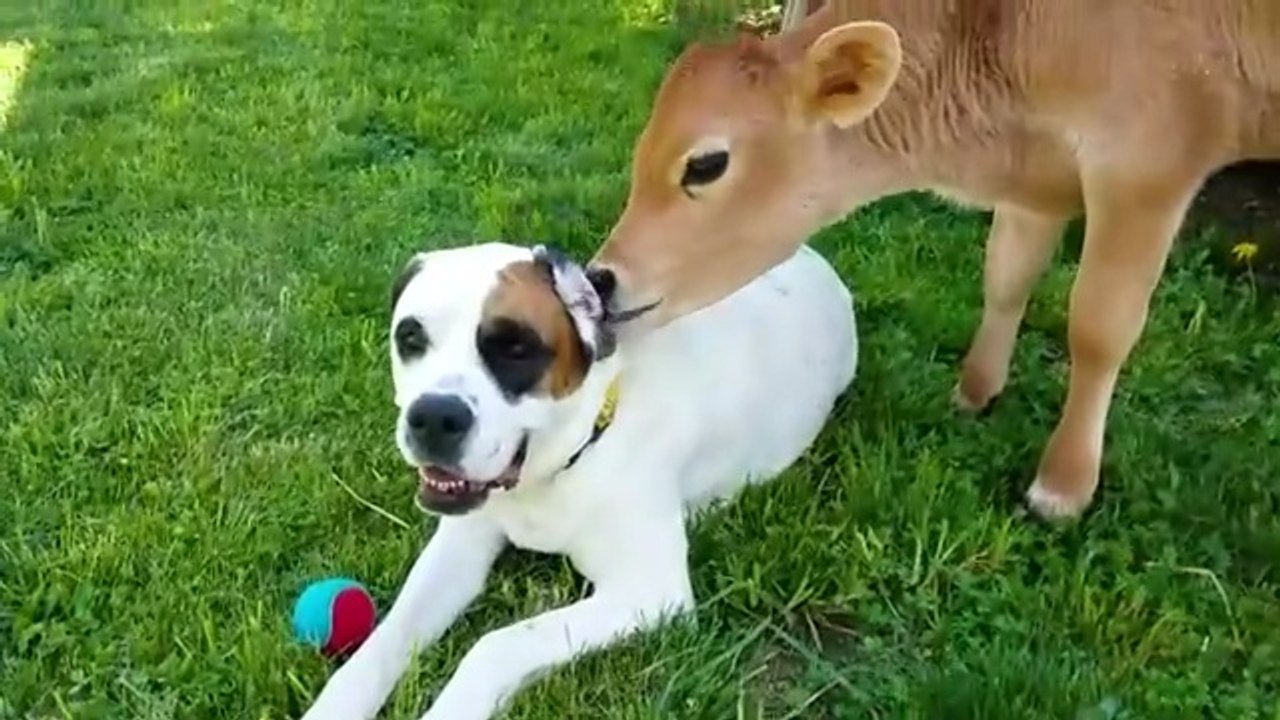 #AnimalComedy #FunnyAnimals #CutePets #CatVideos  Funniest Videos - Cat & Dog Videos