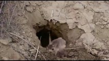 Small jerboa, Allactaga elater, wildlife sanctuary photography ATV Serial