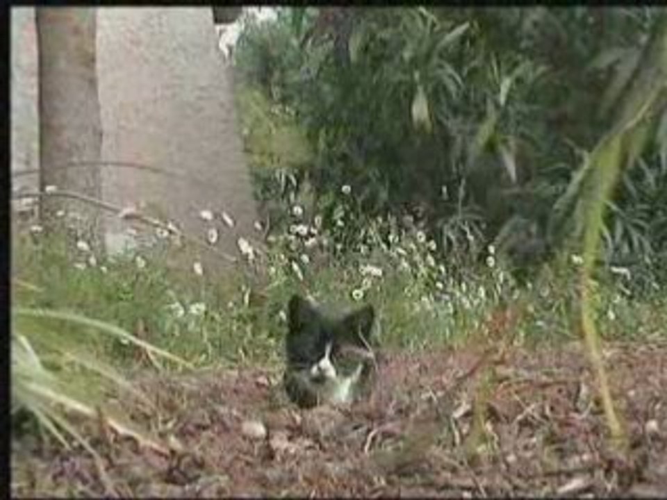 Fifi et compagnie