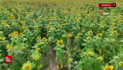Erzincan'da güneşi kıskandıran ayçiçeği tarlaları göz kamaştırıyor