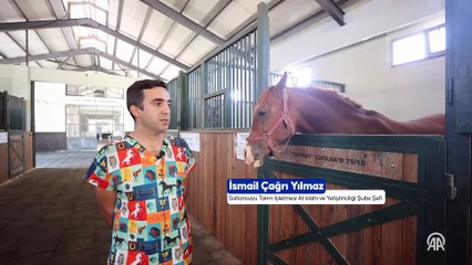 Malatya'da 5 yılda safkan Arap taylarının satışından 210 milyon lira gelir sağlandı