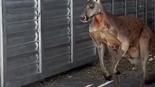 Kangaroo diaries