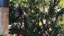 Koala 🐨