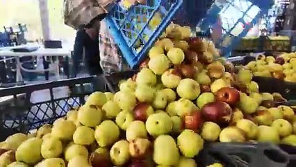 Demirci’de taze iri hünnap meyvesinin hasadı başladı