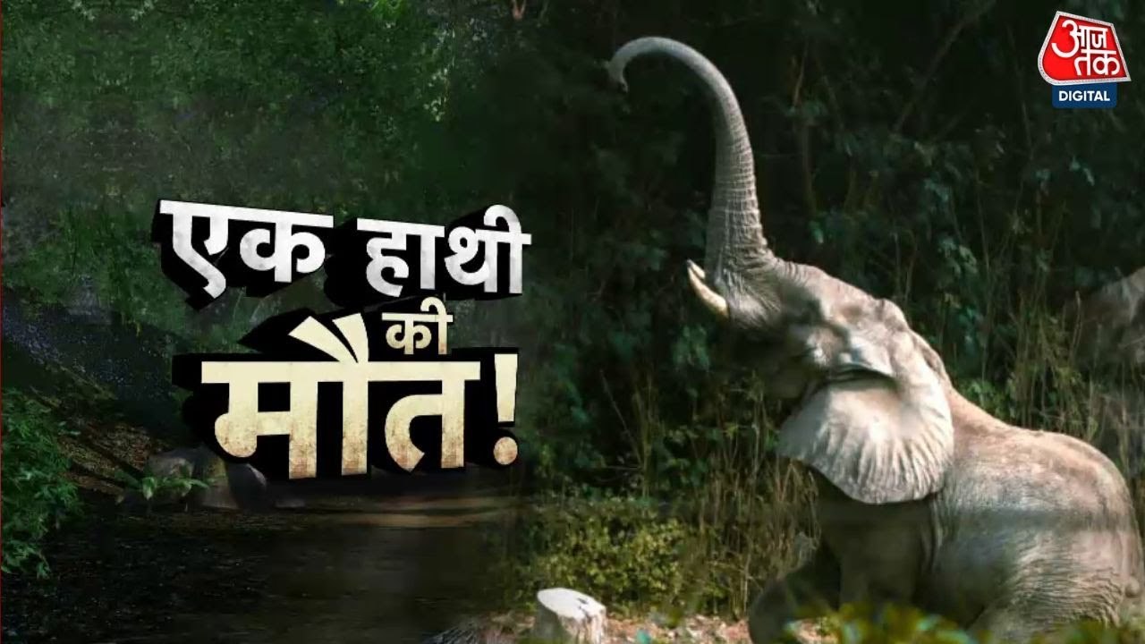 चिड़ियाघर में पार्टनर की जुदाई ने ली जान! कहानी...