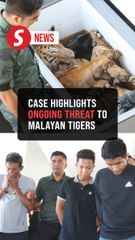 Three jailed for seven years over dead tiger found in car