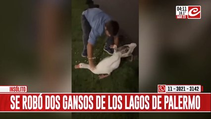 Robó dos gansos de los Lagos de Palermo... ¡y los colocó en la pileta de su casa!