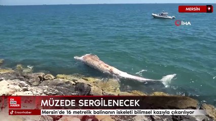Mersin’de 16 metrelik balinanın iskeleti bilimsel kazıyla çıkarılıyor