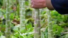 Partie 2- Preserving the ancient craft of pickling