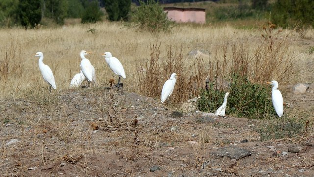 Göçmen kuşların mola noktası: Ekşisu Sazlığı