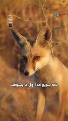 قصة صورة من الأردن 5️⃣ | الحصيني...وكيف طريقة التصوير نفس طريقة الصيد؟ 📸🐕