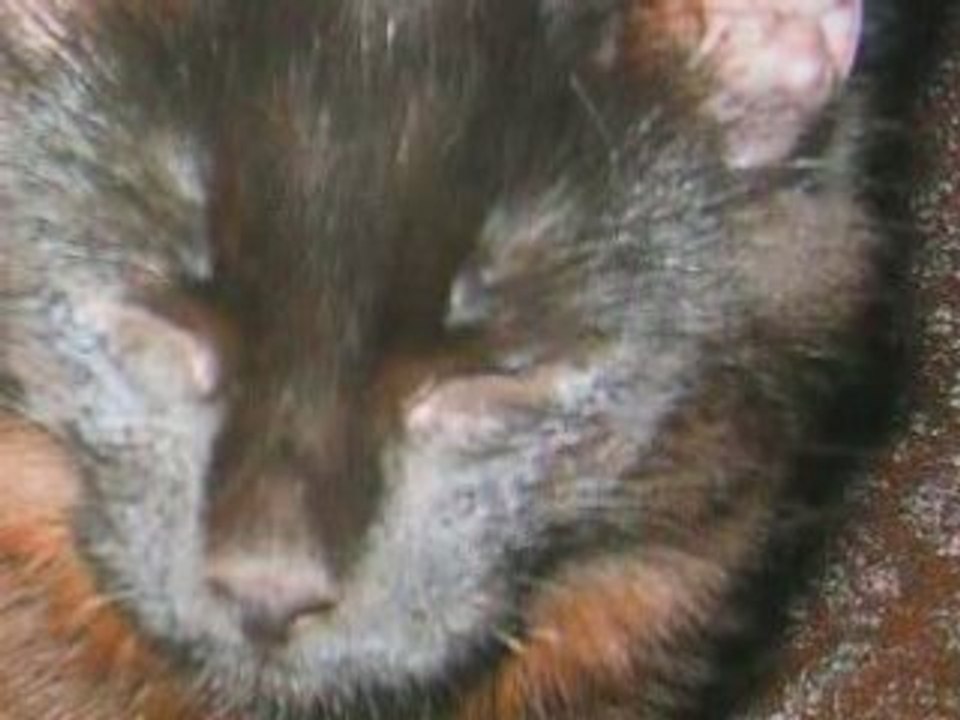Mes animaux