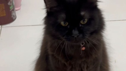 Playful cat gets an uninvited wild gecko stuck to its face