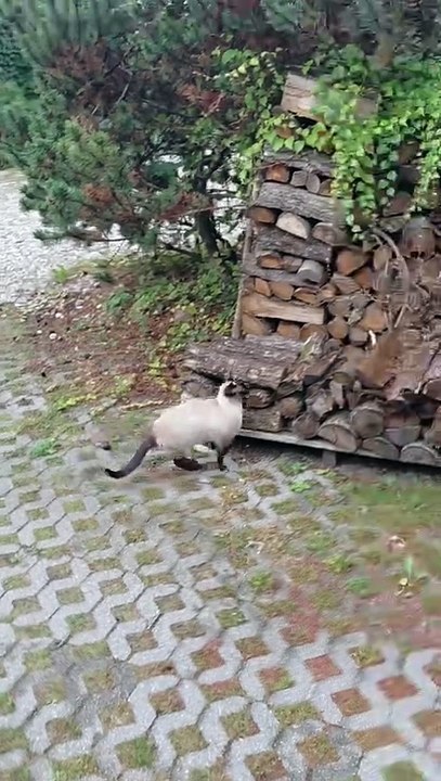 Breakfast Done, Time to Burn Calories :) #shorts #sport #gym #funny #funnycats #cute #viralcats #fyp