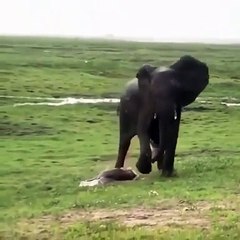 Elephant gives birth in the Masai Mara reserve in Kenya
