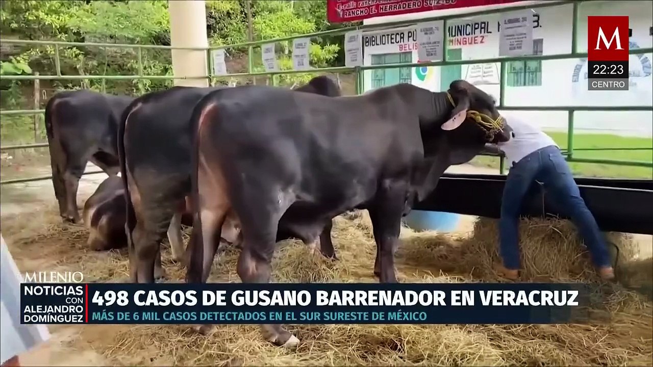 Veracruz registra casi 500 casos de gusano barrenador mientras Nuevo León reporta su primer caso