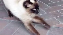 Full Belly, Happy Heart: Watch This Cat’s Post-Lunch Bliss! #cat #shorts #funny #funnycats #viralcats #fyp #Cute