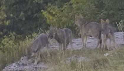 L?associazione ?Io non ho paura del lupo?: ?Quattro nuovi cuccioli in Lessinia?