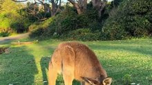 Kangaroo diaries in Australia 🇦🇺