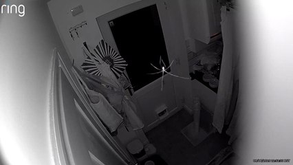 Spider startled by Ring camera in Leeds