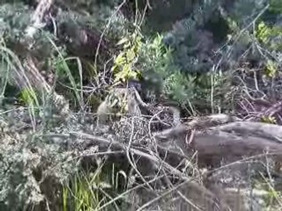 Où est la marmotte ?